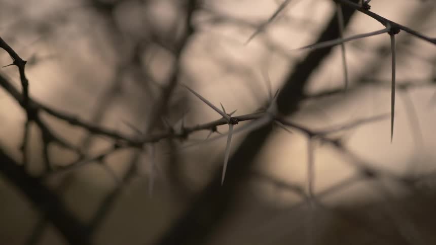 Barbed wire entwined through a tree