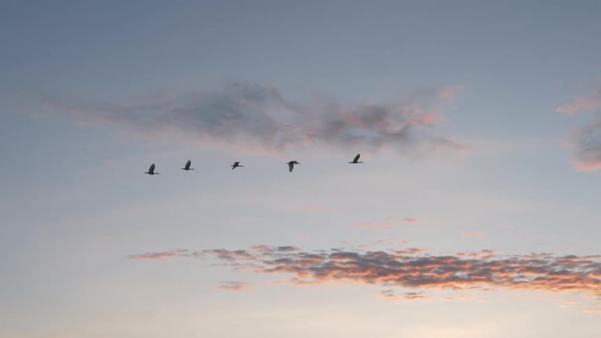 Ducks flying in a row during surise