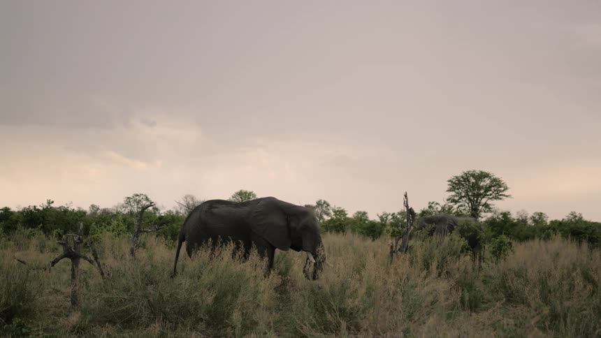 An elephant in the tall grass