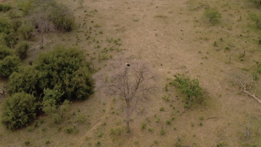 A large bird perched atop a tree in a grassland