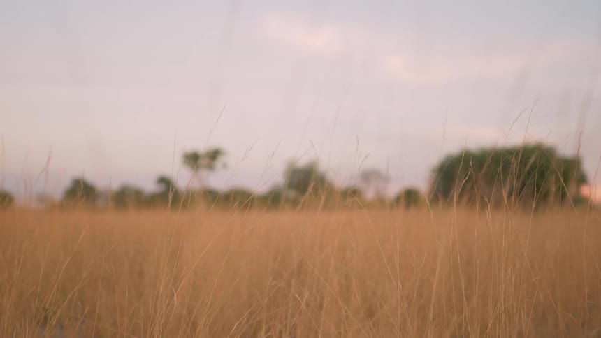 Landscape view of a grass covered field