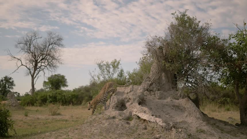 A leopard walks across a rock