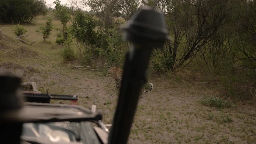 A person with a hat in a vehicle looking at a leopard