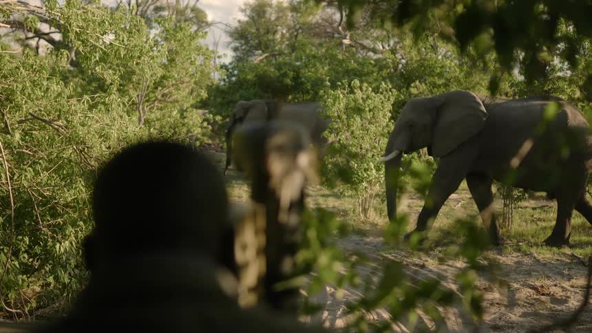 A man looking at elephants walking