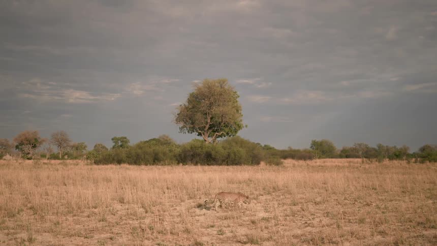A leopard walks through dry grass under a cloudy sky near trees