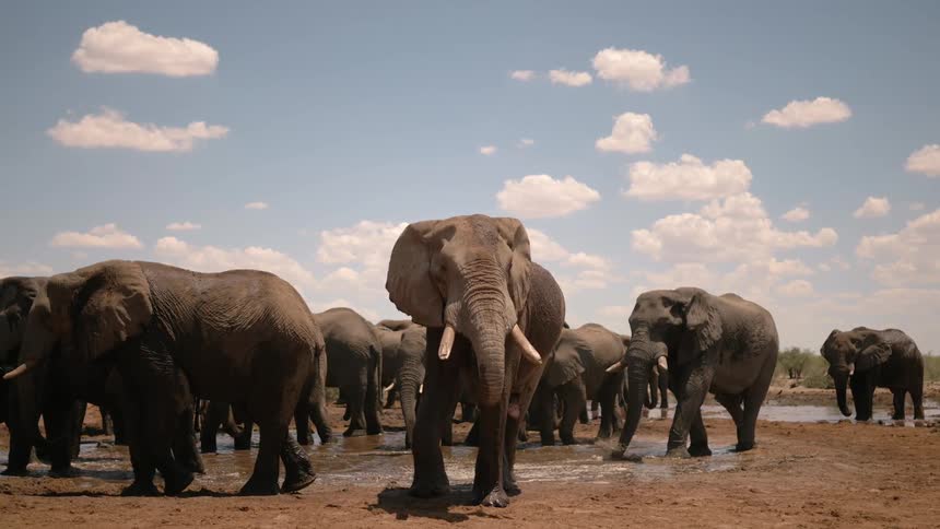 Elephants walking and drinking at a waterhole