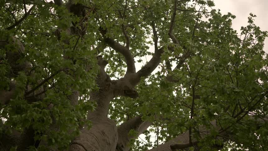 The leafs of a tall tree gently rustle as they are blown by the wind