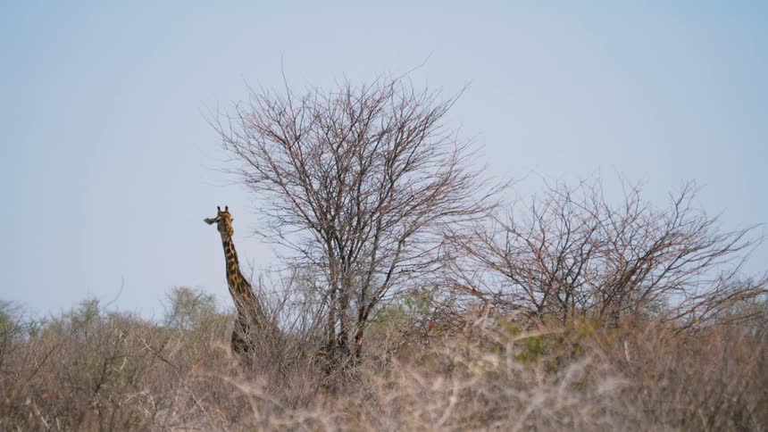 Giraffe keeps a lookout for predators in the open area