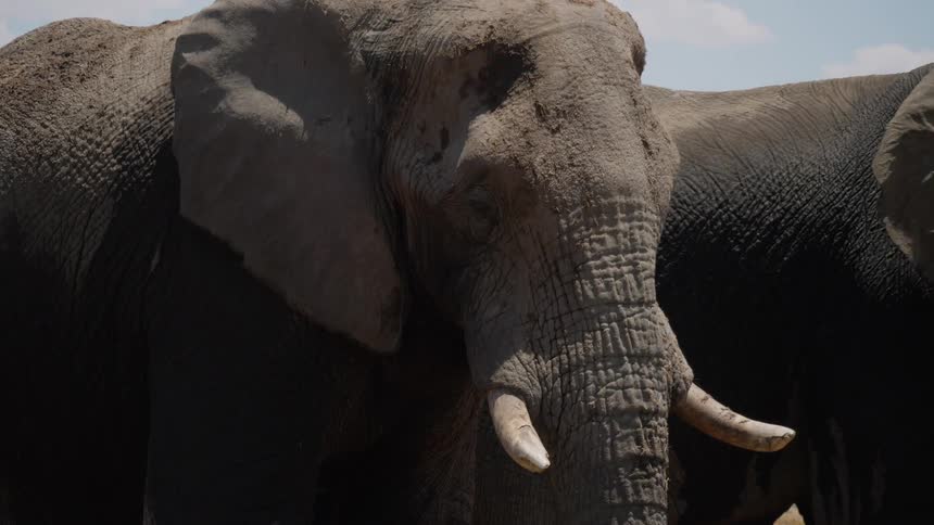 Close up of elephants