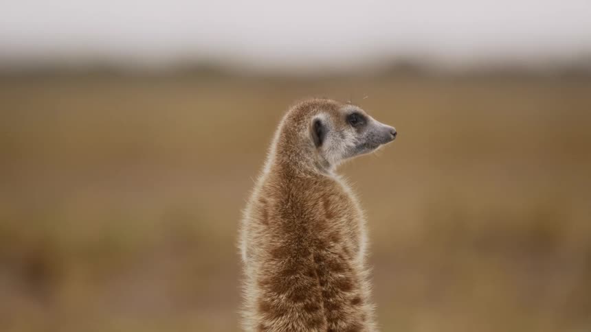 Brown meerkat watches out in the dry open area
