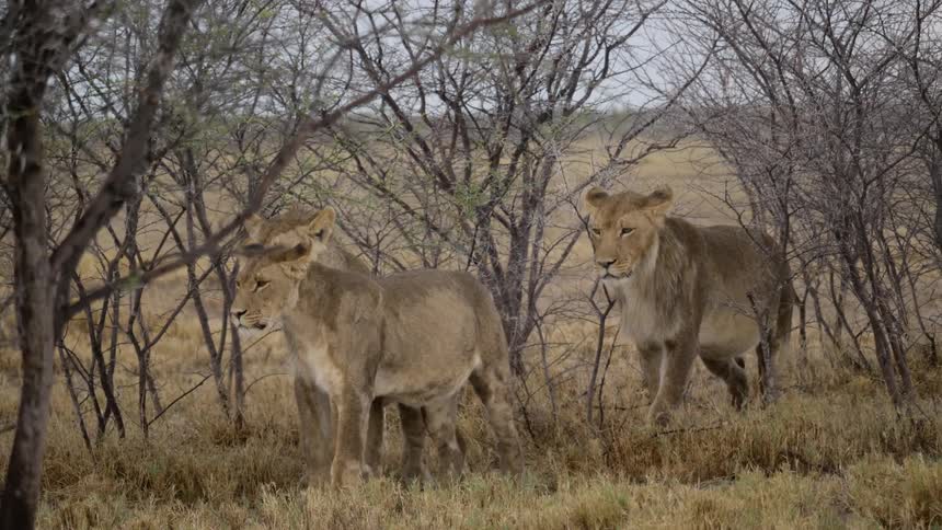 Three lions in the wild