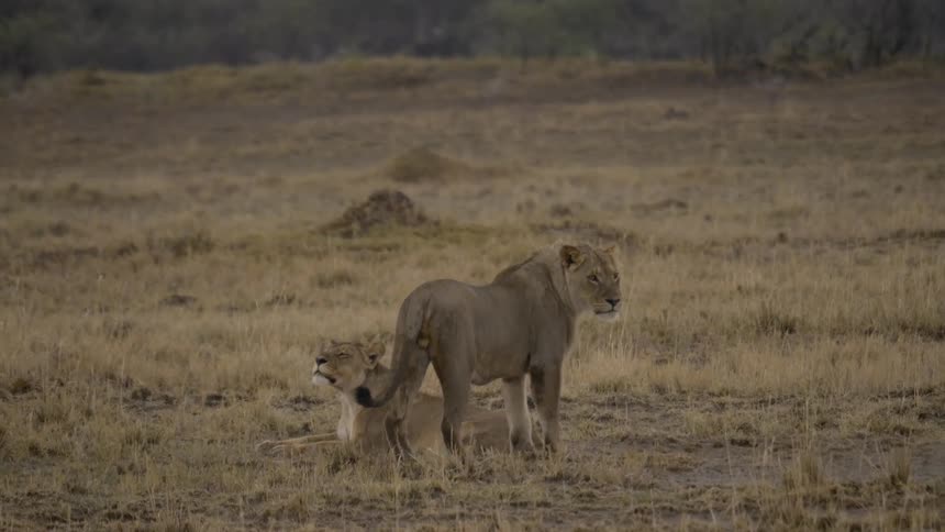 Two lionesses stand on a field in grasslands