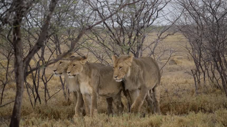Mountain lions roam in the wild