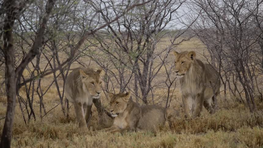 Three lions in the wild