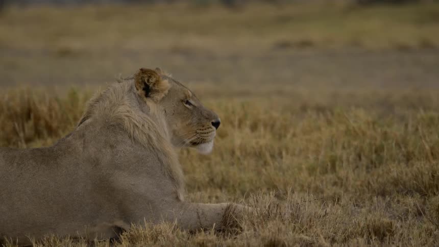 Female lion relaxing on a pasture out in the wild