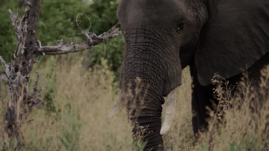 Elephant turns its head in the open grassland area