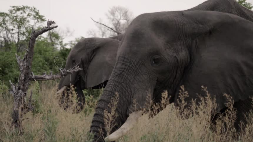 Elephants graze in tall grass in a field