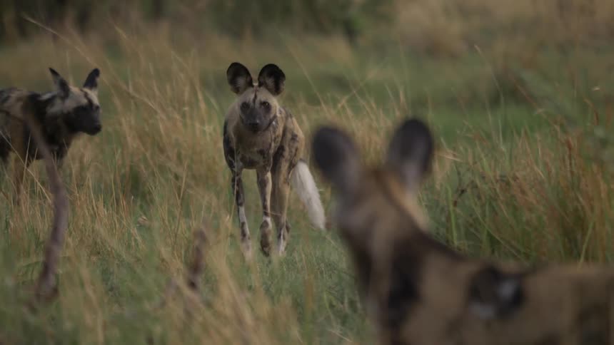 African wild dogs seek prey in the open area