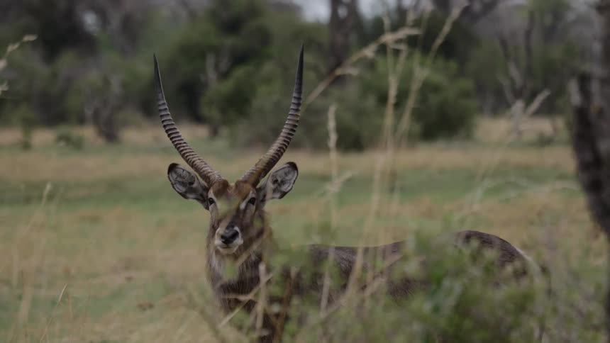 African antelope standing on grassland savanna looking at camera