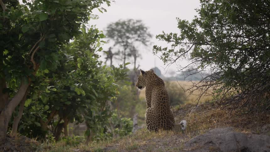 Tawny yellow leopard sitting down looks around in the field