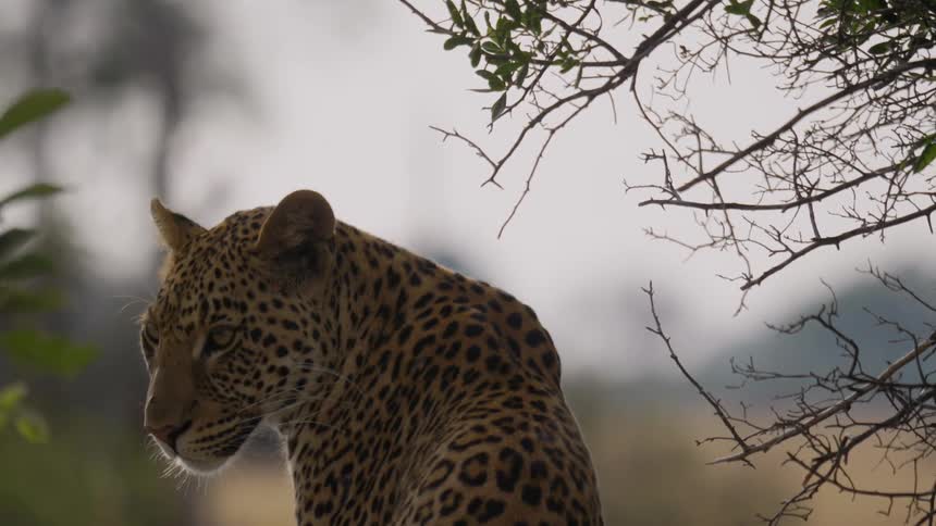 A cheetah is looking behind