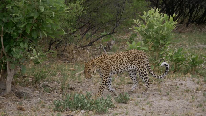 African leopard walking through bushes
