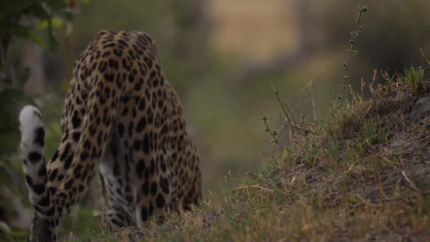 Spotted leopard walks down a hill