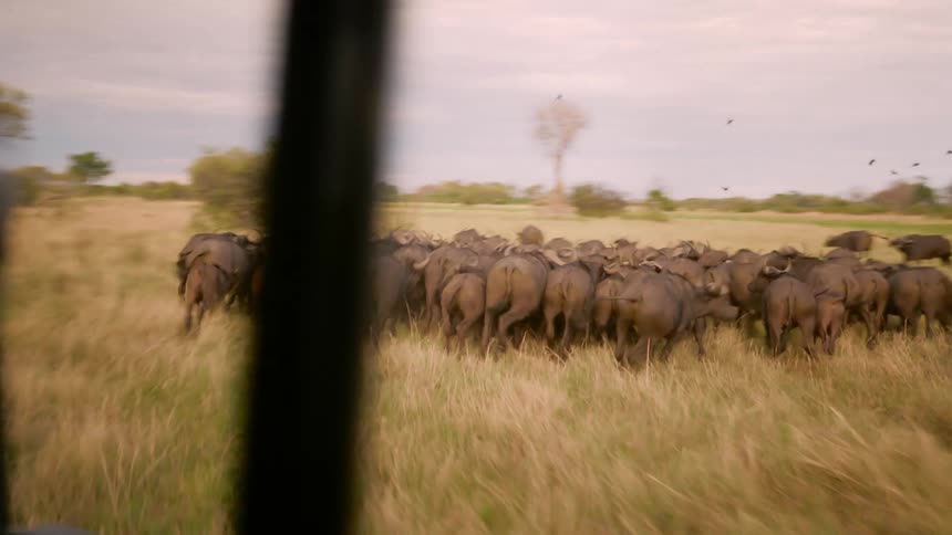 A man driving a vehicle alongside a herd of wildebeest
