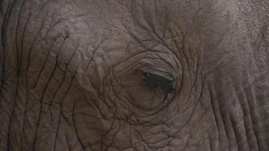 Close up of an elephant eye