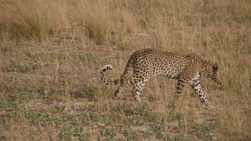 A spotted leopard slowly walks through a field of dry grass