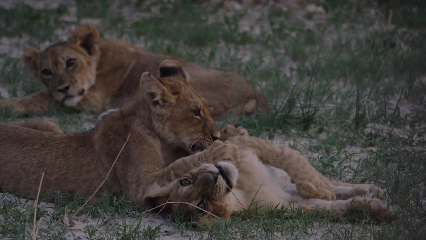 Lion cubs lay together