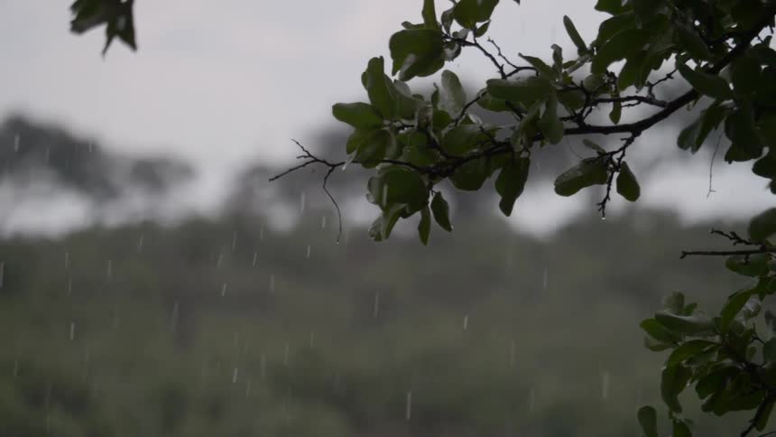 The rain slowly pours on the tree