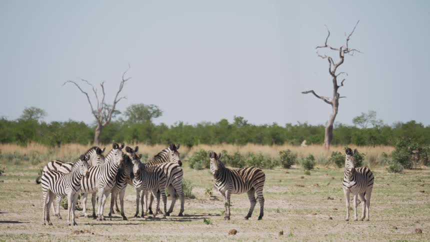 A small herd of zebras stand alertly together in a wide open dirt clearing