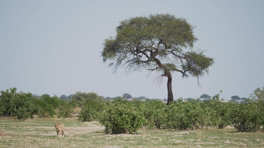 A mountain lion walks through a field
