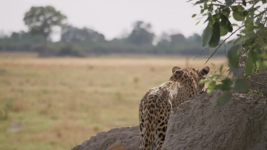 Leopard walking and looking at the savanna