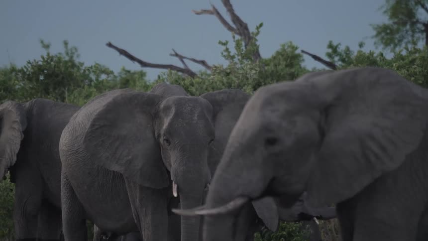 Elephants in their natural habitat