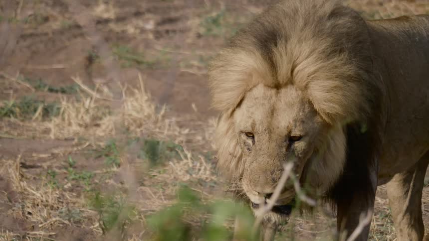 Close up a lion walking through a field out in the wild