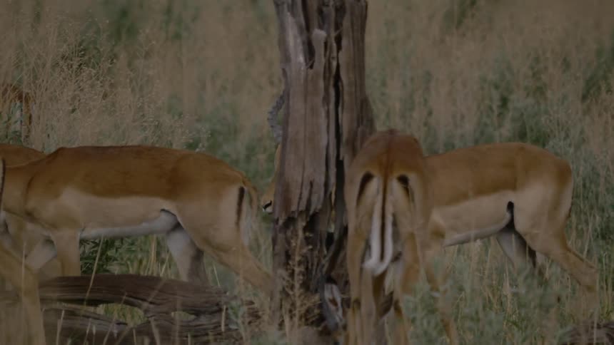 A herd of antelope walk through the open grassland area