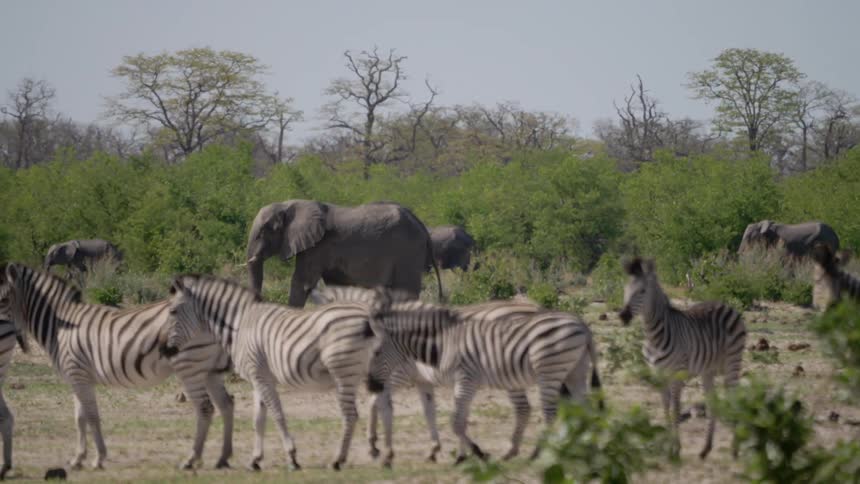 Zebras and elephants walks across a field on a sunny day