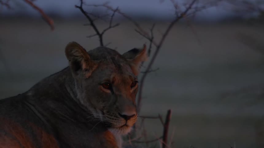 A lion lies in the wilderness