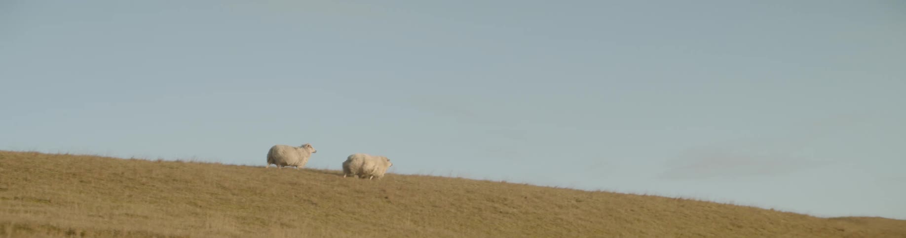 Two animals run over the sandy field