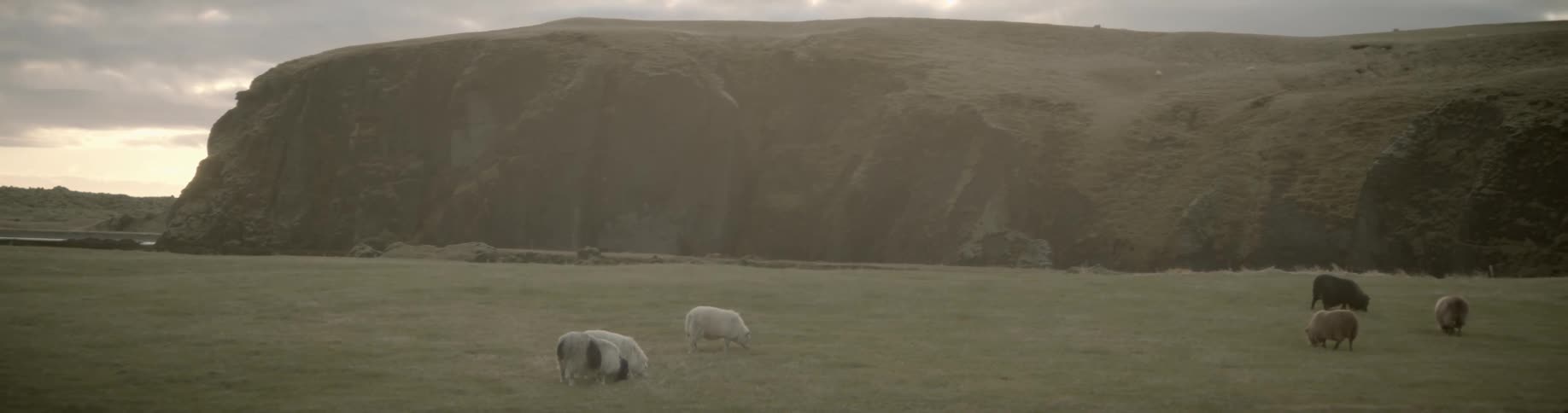 Animals graze in the field