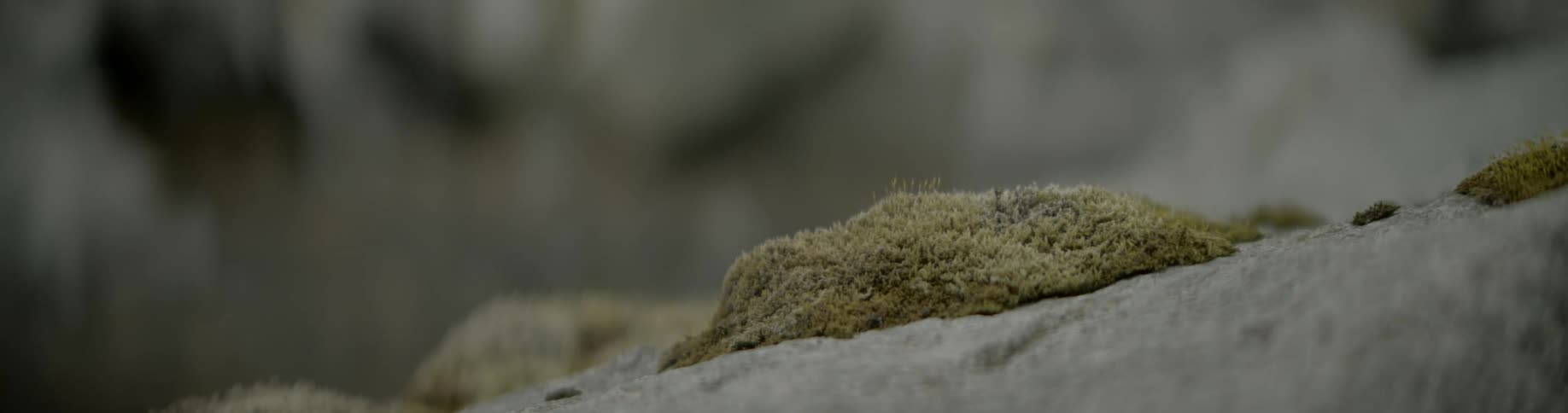 Lichen grows on gray slanting stone