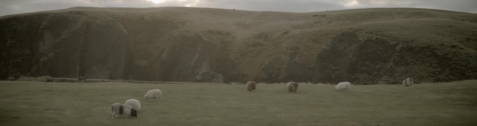 Sheep graze on pasture