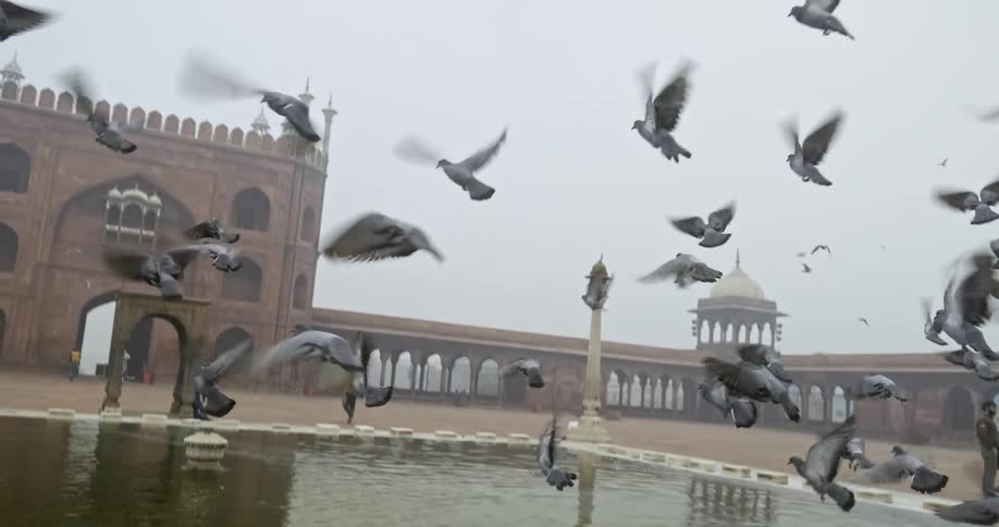 A group of pigeons fly over the fountain
