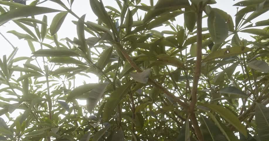Sun shines through the leaves of a tree