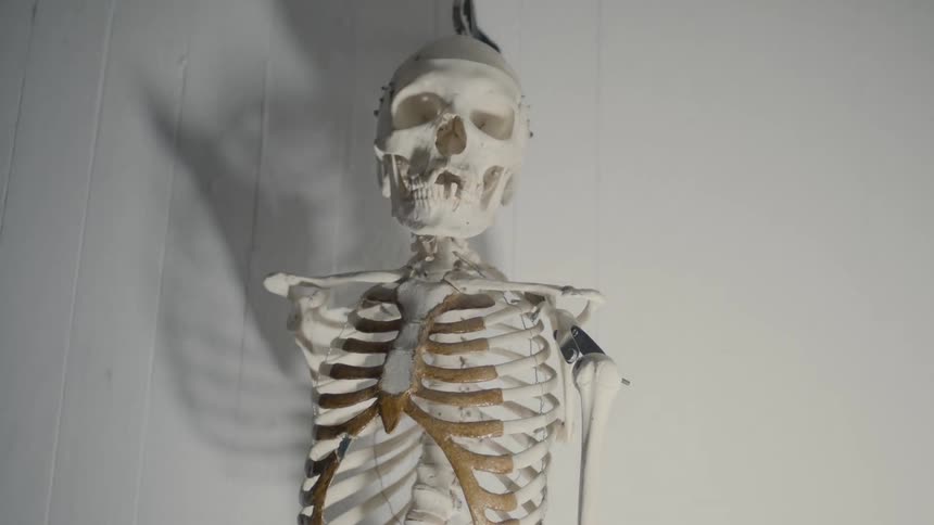 Light shines across a hanging skeleton casting a shadow on the wall