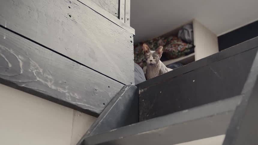 Sphynx cat in house at top of stairs looking down