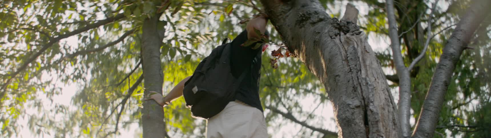 Man stands in tree looking down toward the ground