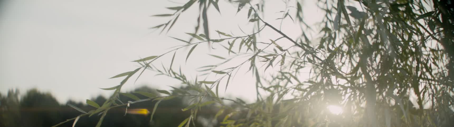 Sunlight shining through the foliage of a tree